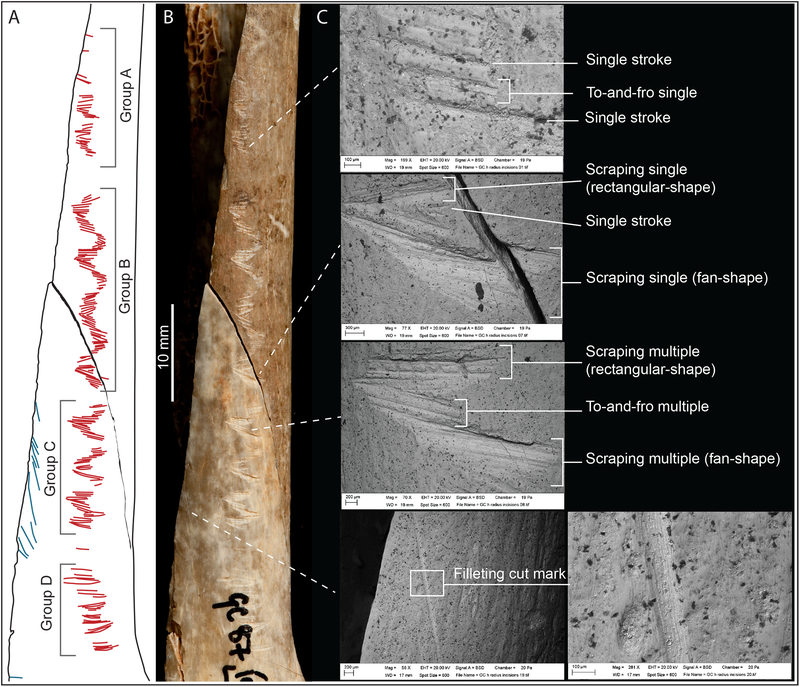 Image: S. M. Bello et al., 2017/PLoS One